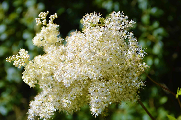 Fleur de reine des prés