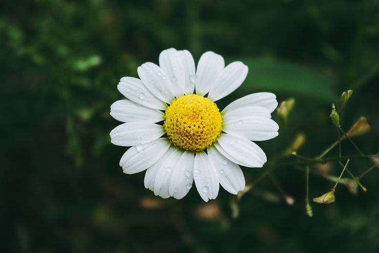Fleur de camomille matricaire