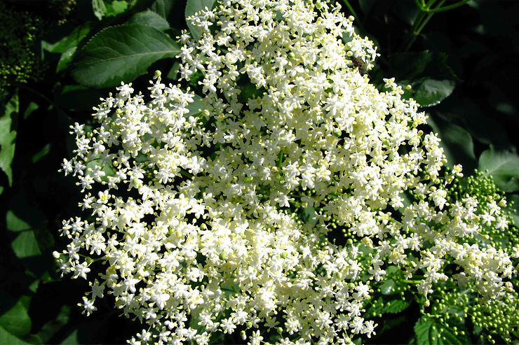 Fleurs de sureau
