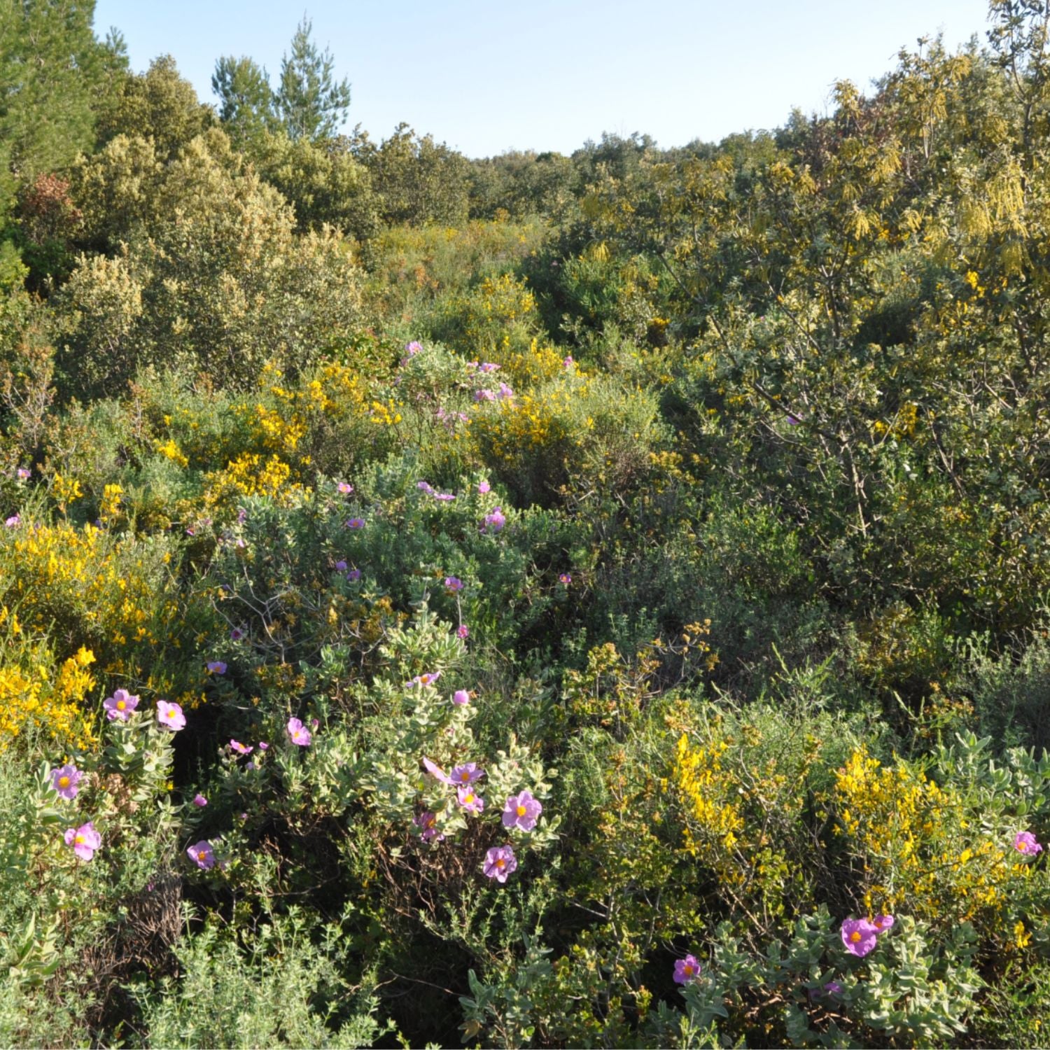 Paysage de garrigue