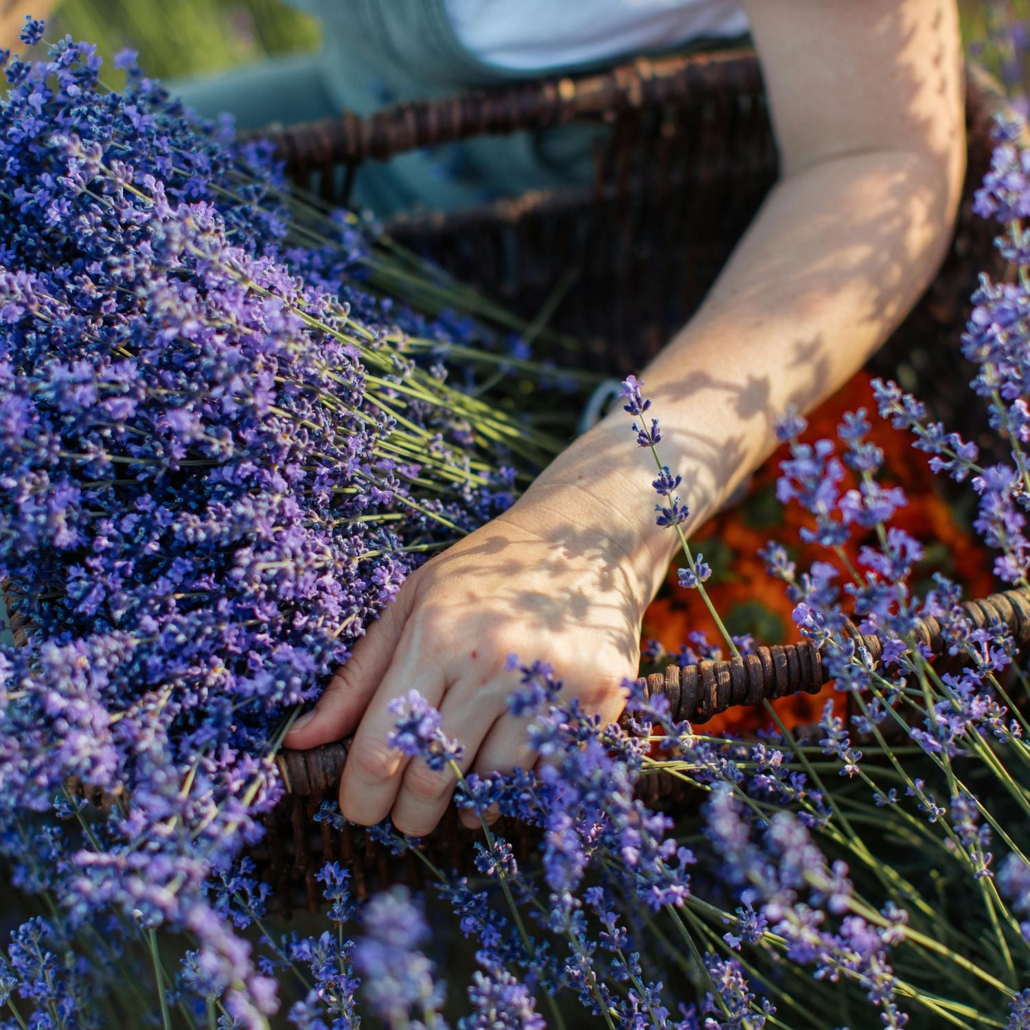 Gros plan sur les mains d'une productrice de plante tenant un panier de lavande