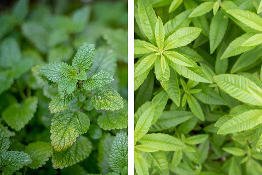 Menthe et verveine
