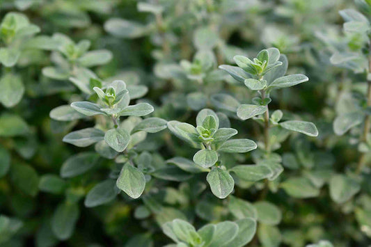 Plant de marjolaine