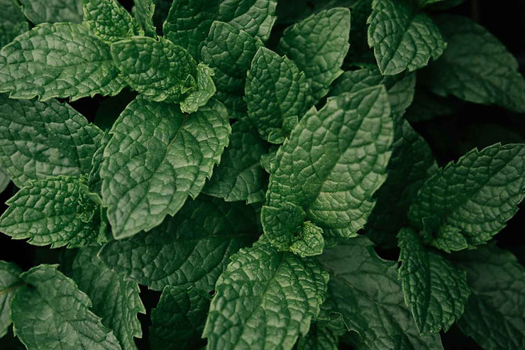 Feuilles de menthe poivrée