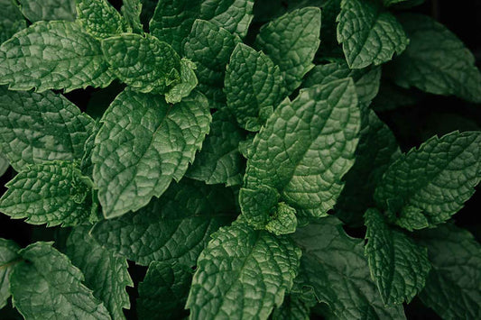 Feuilles de menthe poivrée