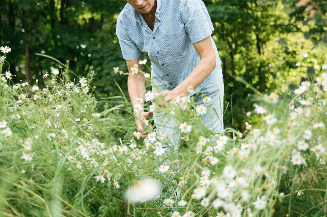 Producteur français de plantes aromatiques et médicinales
