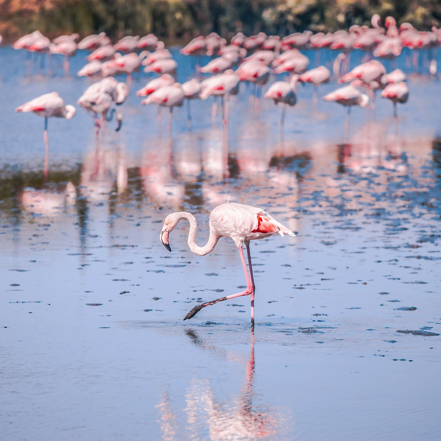 Paysage de Camargue