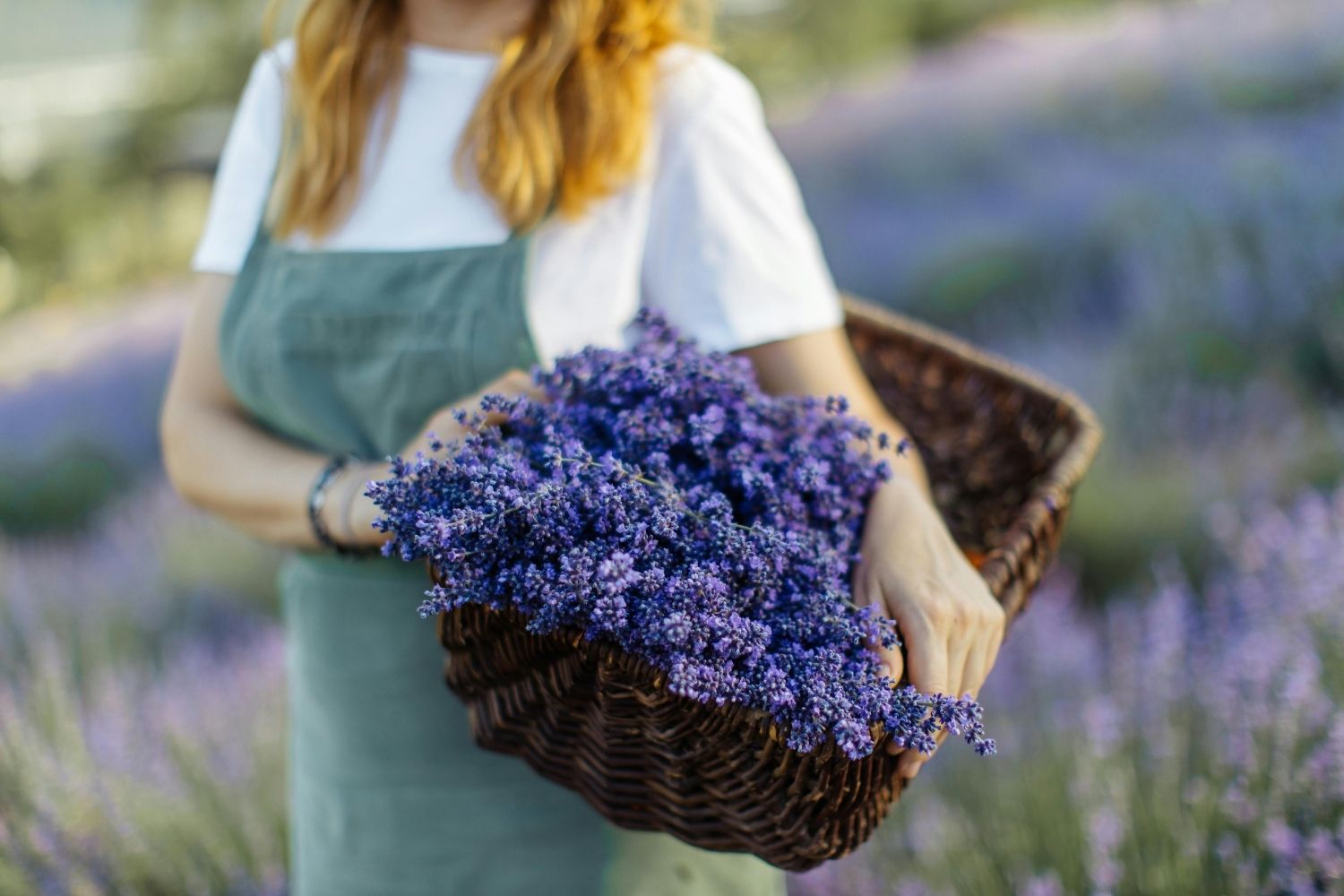 Productrice de plantes aromatiques dans son champs de lavande