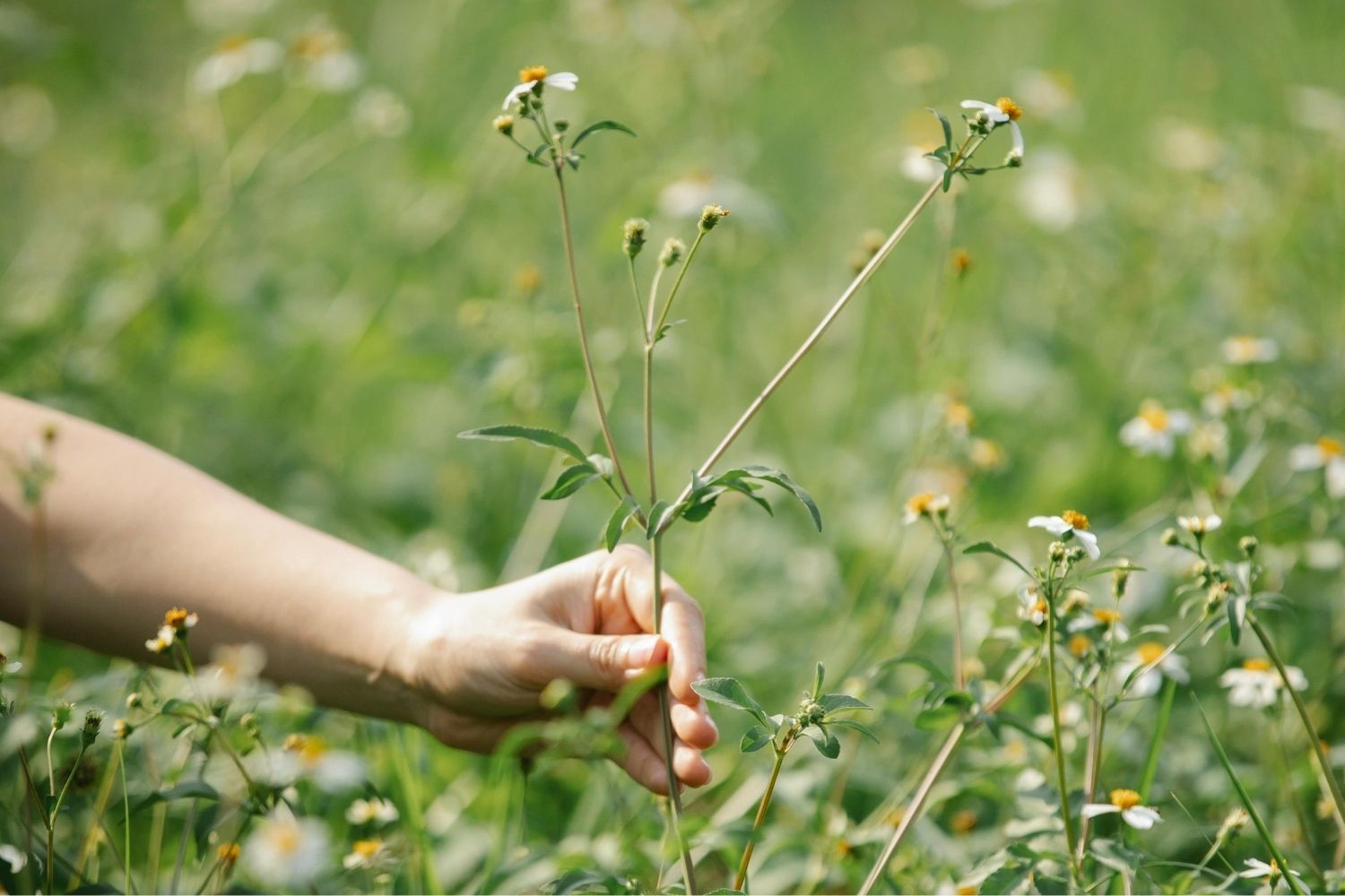 Main qui cueille une plante aromatique dans un champs